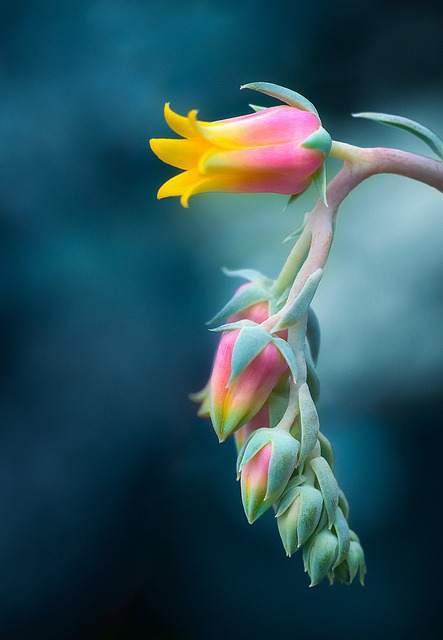 el-mo-fo-to - Echeveria Blossom by Gabriel Tompkins on Flickr.