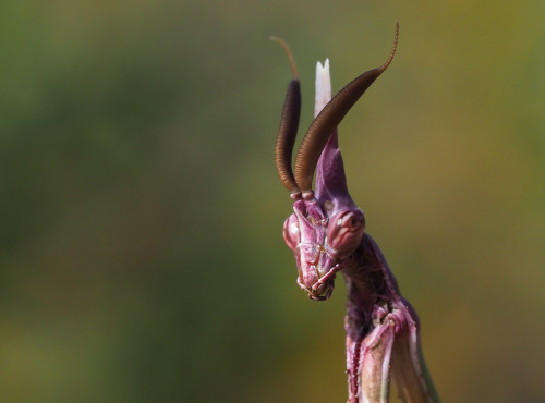 talonabraxas: Conehead Mantis (Empusa pennata) Frank Vassen 