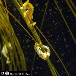 Neaq:  Appreciating The Small Things In Life: Dwarf Seahorses Don’t From Larger