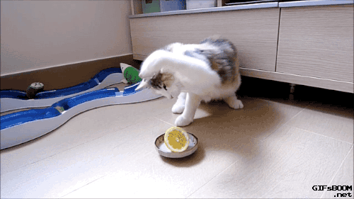 gifsboom:  Video: Cat vs. lemon porn pictures