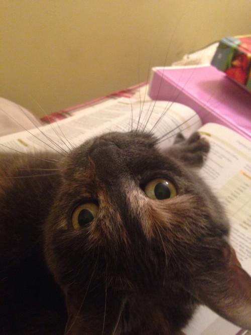 awwww-cute:  No, human, I am better than textbook 