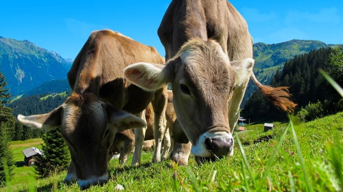 Visualization of the soundtrack &ldquo;Cows mooing in the summer fields&rdquo; from the album &ldquo