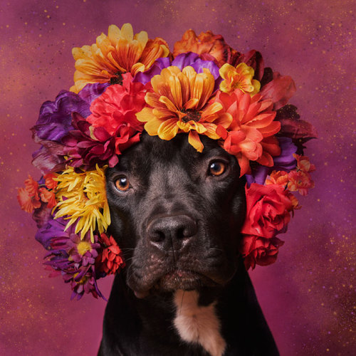 tamponinateacup: awesome-picz: ‘Pit Bull Flower Power’ by  French photographer Soph