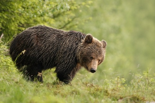 creatures-alive:Cautious bear (Ursus Arctos) by Ales Gola