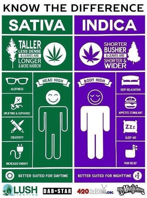 blissfulfellatio:borderline-buddha:  Indica all day  ^^^ Indica or hybrid