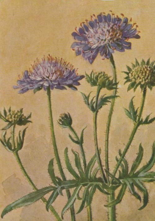 Les fleurs des prairies et des pâturages - Edmond Gustave Camus - 1914 - via Gallica