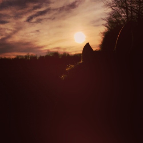 stark-thegermanshepherd:the world is best viewed through the ears of a horse. . 3.19.18