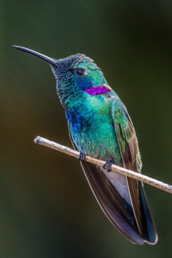 H4Ilstorm:  Beija-Flor-De-Orelha-Violeta (Colibri Serrirostris) - Monte Alegre Do