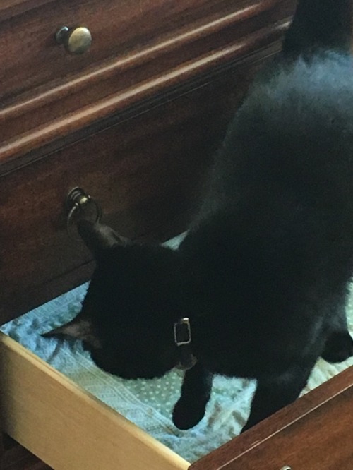 distoretion: In today’s Caturday Cryptid Adventure, Pitch has discovered a half-open drawer an