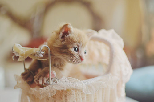 Fluffy Sadist