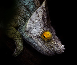 sarawr-monster:  &lsquo;Close up of a Parson&rsquo;s Chameleon&rsquo;, awesome photograph taken at the Chester Zoo Tropical House, England, UK by Steve Wilson on Flickr [Source] Calumma parsonii 