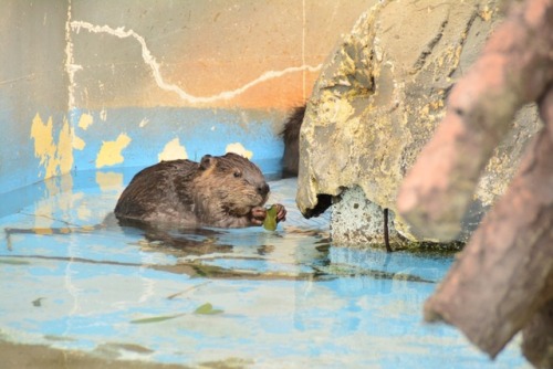 I love otters the most but beavers are pretty darn cute as well (and I can’t believe I’v