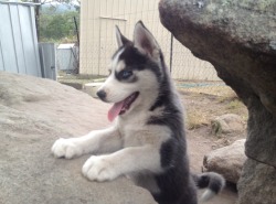applemartiinii1:  This is another husky puppy. 