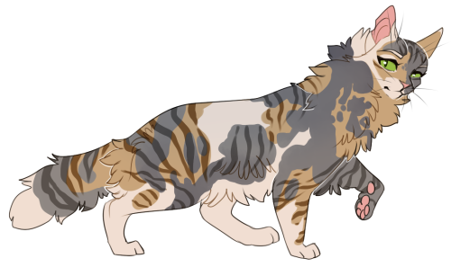 lesbiamethyst:kingmynx:Tawnypelt should be brought back as a main character and had potential that t