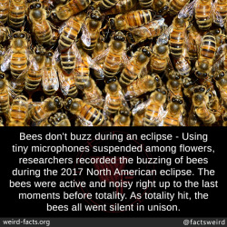 mindblowingfactz:  Bees don’t buzz during