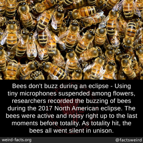 mindblowingfactz:  Bees don’t buzz during an eclipse - Using tiny microphones suspended among flowers, researchers recorded the buzzing of bees during the 2017 North American eclipse. The bees were active and noisy right up to the last moments before