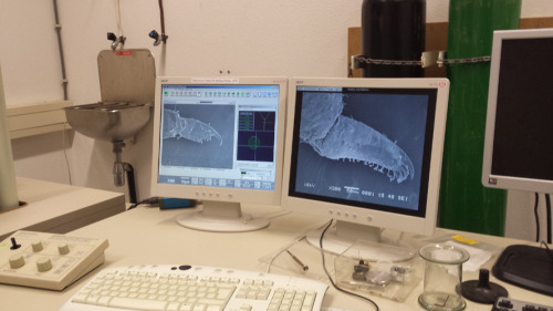 EA Photo Essay: 7 days of a scientist (Day 7)Featuring @cyan-biologistMy drawings were ready, the in