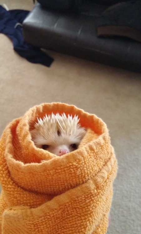 awwww-cute:  This is my angry burrito hedgehog