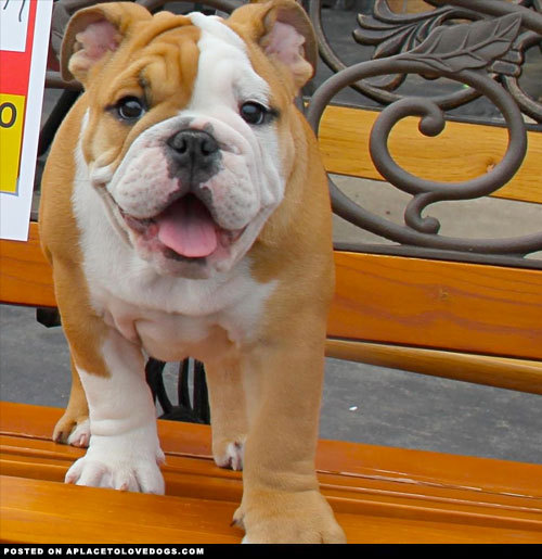 aplacetolovedogs:  Just another smiling, happy dog! He’s cute and he knows it!!