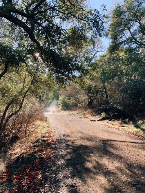 Hiking in Mount Diablo State Park was one of the goals for last year. So on an early foggy morning w