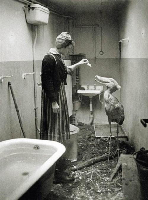 sixpenceee:A German citizen taking care of an animal from the Berlin zoo as the soviet troops were c