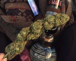 coltfourtyfiveandtwozigzags:  this nug is bigger than my face