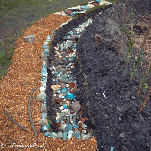 biodiverseed:The Water-Purifying Storm DrainSome trees in the municipality have come down, which mea