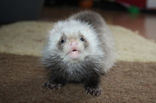 ferretsof:  hajandradeye:   FYI, Baby Ferrets Are Really Cute  Omg ❤️❤️❤️❤️❤️ 