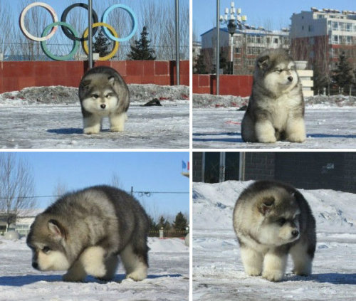 beben-eleben:Chubby Puppies That Look Like adult photos