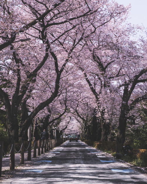 Yes and it’s Sakura season here in Japan! Pictures taken by www.instagram.com/mzybmiwa