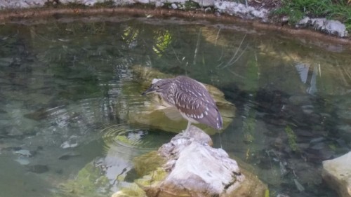 Today I went to visit my grandma and we walked to the pier, on the way I saw these neat birds. I think they’re black-crowned night herons