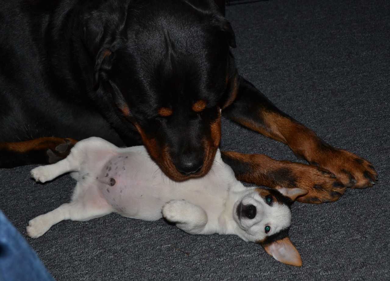 ollietherottweiler:  Odie just shoves himself in Ollie’s face, Ollie is so tolerant