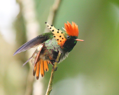 birdsbirds:suchsmallhands:birdsbirds:deermary:Tufted Coquette (Lophornis ornatus) of eastern