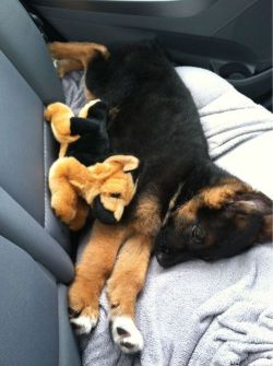 I Love German Shepherds!