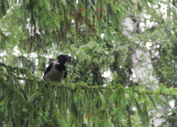 fuckyeahvikingsandcelts:  The Hooded Crow (Corvus cornix) on Flickr. 