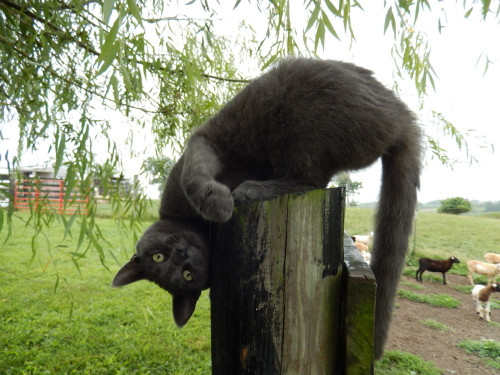 Porn Pics awwww-cute:  Just a cat on a post on a sheep
