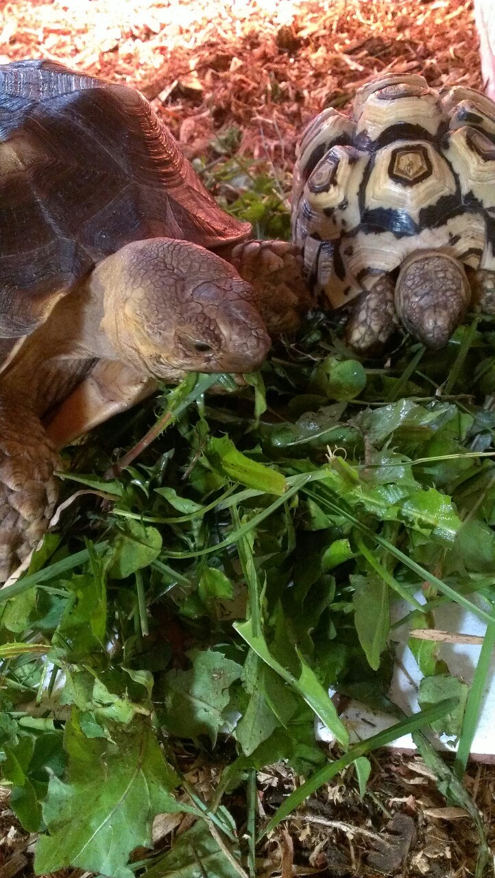wafflesworld:  Apparently, you CAN make friends with salad!