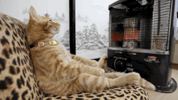 gifsboom:  Cat to warm by a heater. [video]
