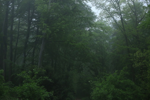 Porn 90377:  A foggy day at the local forest by photos