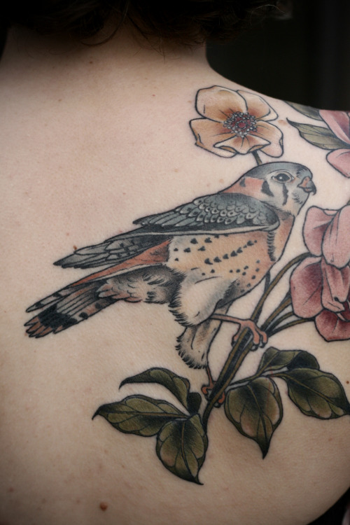 princesslovehandles:  youngeyesignite:wonderlandtattoospdx:kirstenmakestattoos:Finished up this piece on Tara of an American kestrel, English roses and wild roses. Black healed, color in bird healed, color in botanicals fresh. Thanks so much, lady! We