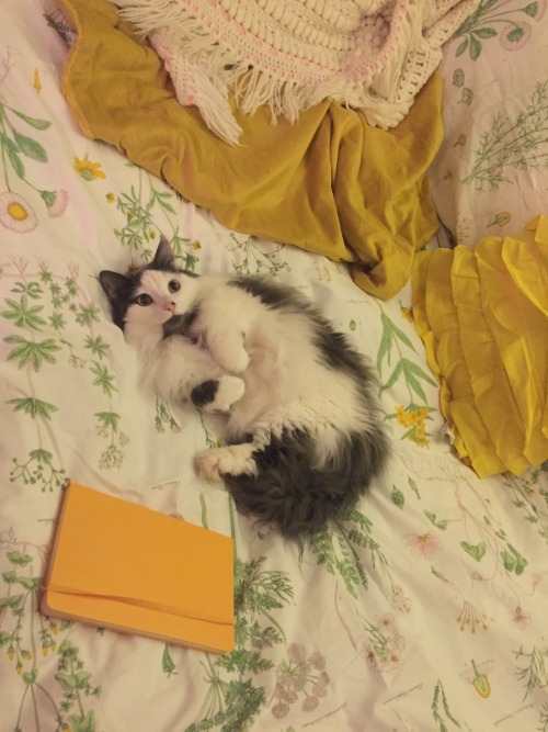 vermilionredamancy: fruitbeetles: sweet child o’ mine oh my god cat + yellow?????