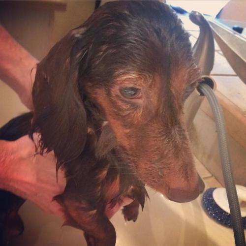 Zeppe is not to happy about bath time #wetweiner