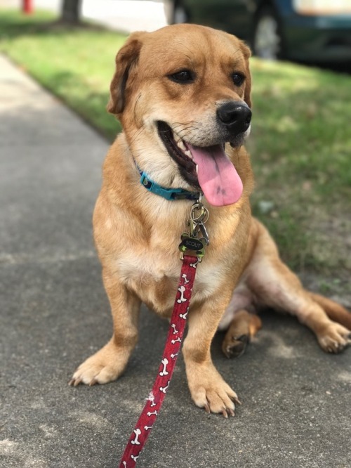 So everyone meet scout! He is a Bassett hound/ Shar Pei mix or known as a bashar, sharp asset, or wa