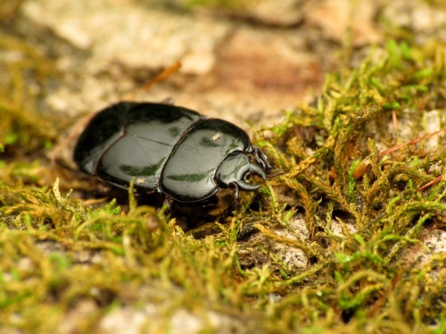 onenicebugperday: Flattened clown beetle, Hololepta aequalis, Histeridae Found in the US and Canada,