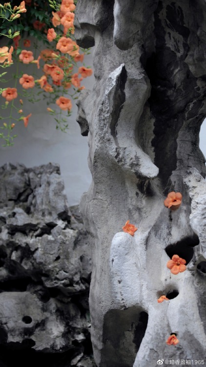 fuckyeahchinesegarden:chinese trumpet creeper in suzhou garden by 暗香盈袖1965