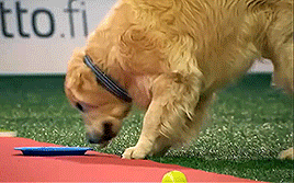 thecutestofthecute:  hannahbowl:  Hilarious Golden Retriever Really Wants To Race But.. First Things First.  This was everything I needed to see today 
