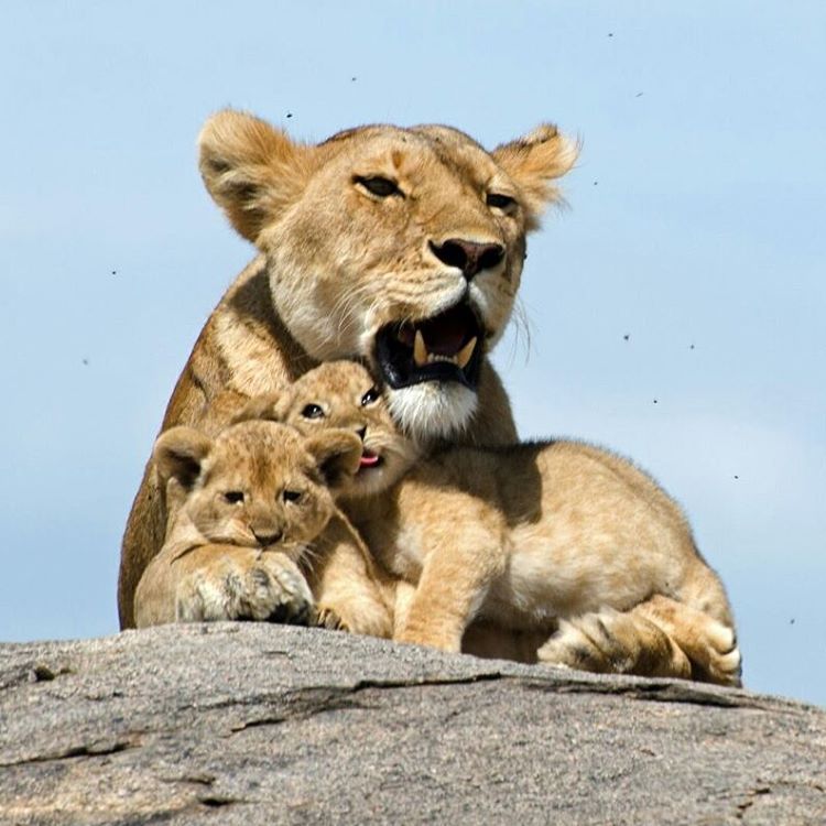 Wildlife Animals & Nature on Tumblr