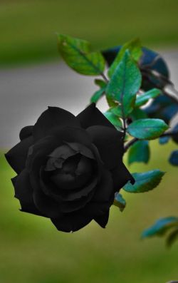 inmortalciel:ratustuff:  Natural Black Rose