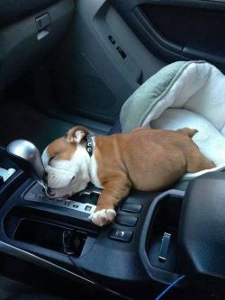 multicolors:  awwww-cute:  driving in his