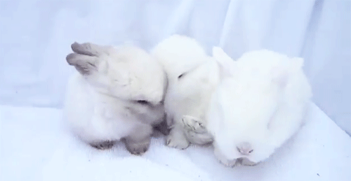 jordanisspooky:  SHRIEKS IT IS ILLEGAL TO BUNNY WITHOUT A PERMIT 
